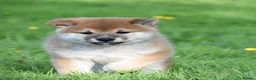 Japanese Shiba Inu dogs for sale: Exceptional Japanese Shiba Inu Puppies - Advert 31