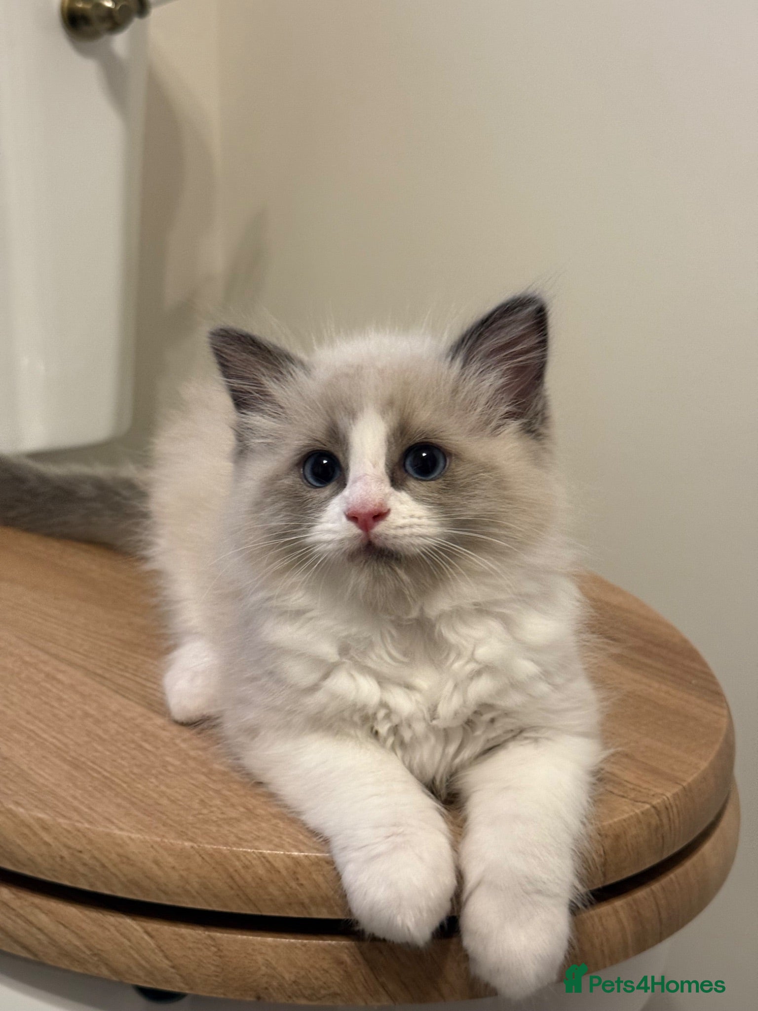 Ragdoll cats Pure bred European Ragdolls  - Advert 2