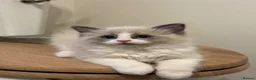 Ragdoll cats for sale: Pure bred European Ragdolls  - Advert 9