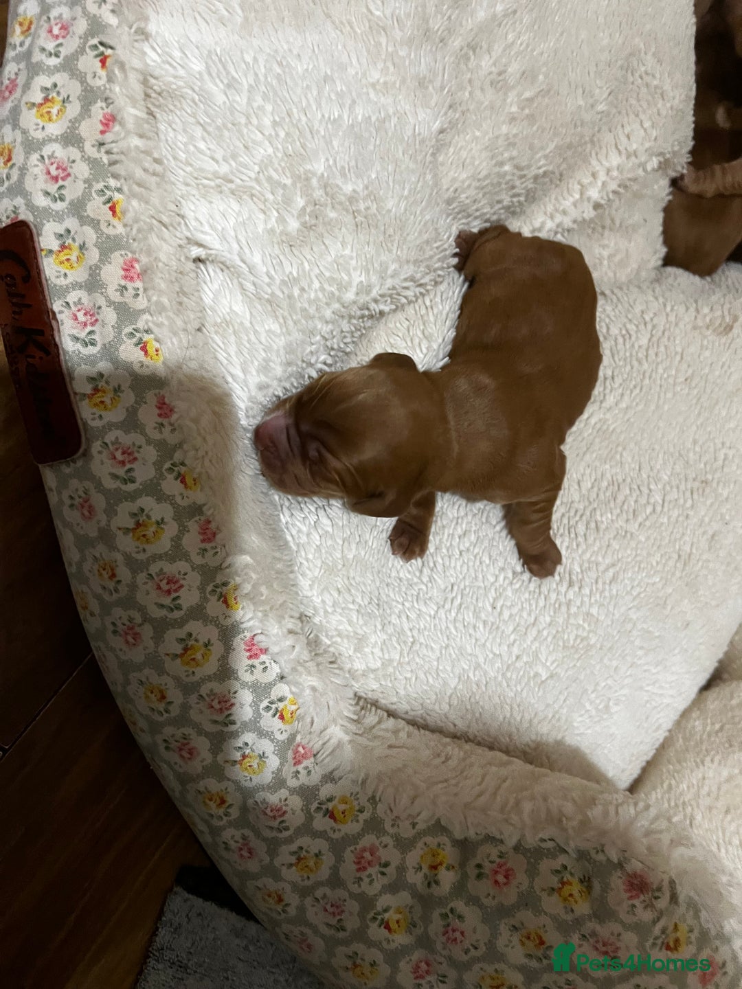Cocker Spaniel dogs for sale: KC registered working spaniels Puppies-Cornwall  - Advert 3