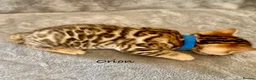 Bengal cats for sale: 🎬 Little Leopard Diaries | TICA Bengal Kittens 🌟 - Advert 7