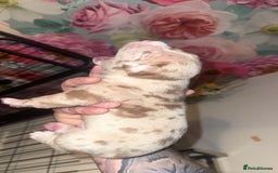 American Bully dogs for sale: American Bully Pups - Image 20