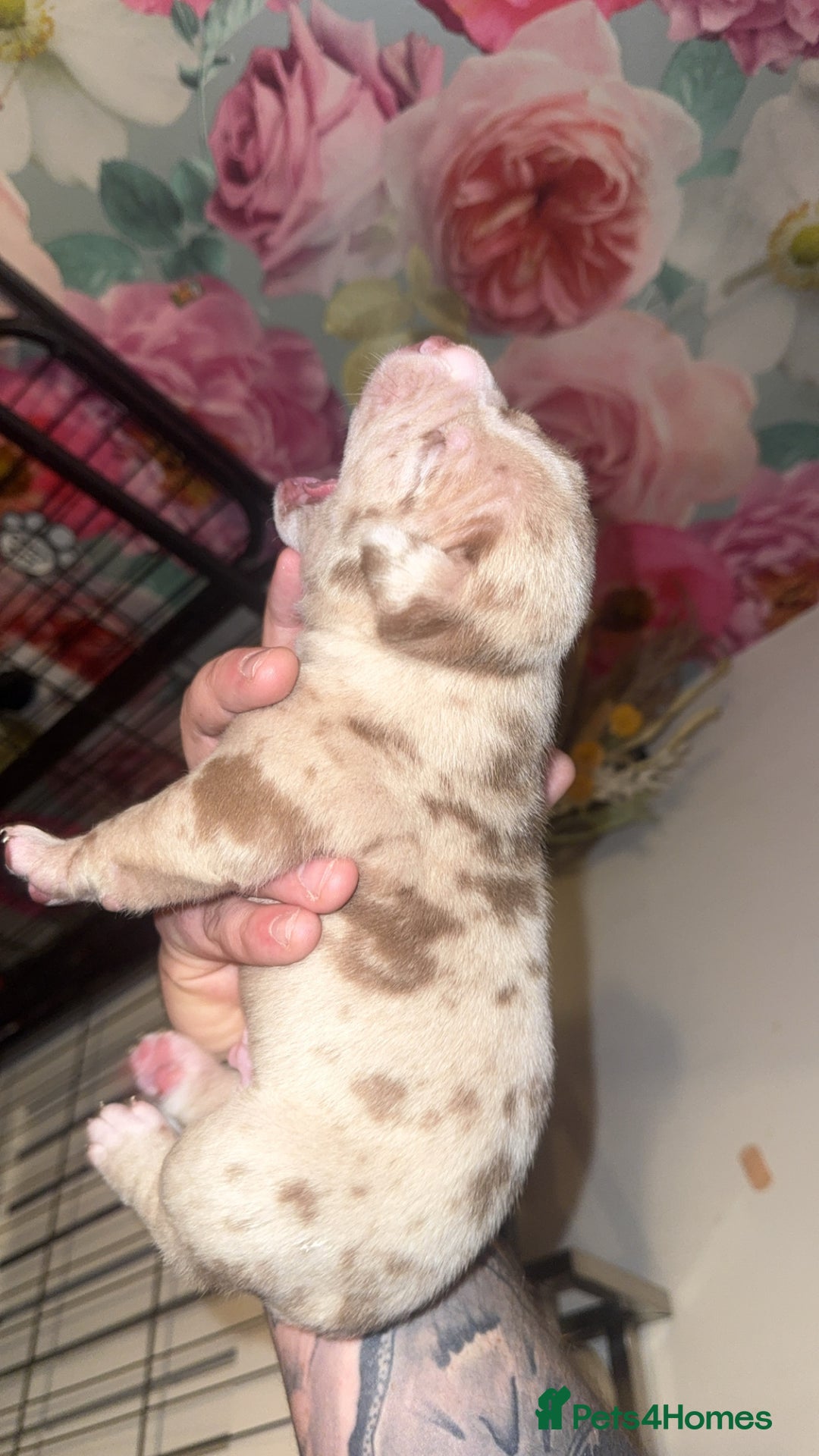 American Bully dogs for sale: American Bully Pups - Image 20