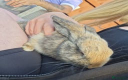 Dwarf Lop rabbits for sale: Male Dwarf lop Rabbit - Image 2