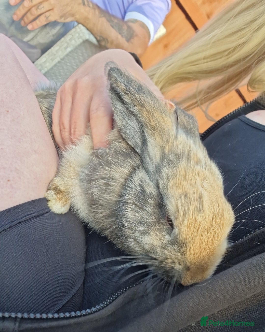 Dwarf Lop rabbits for sale: Male Dwarf lop Rabbit - Image 2