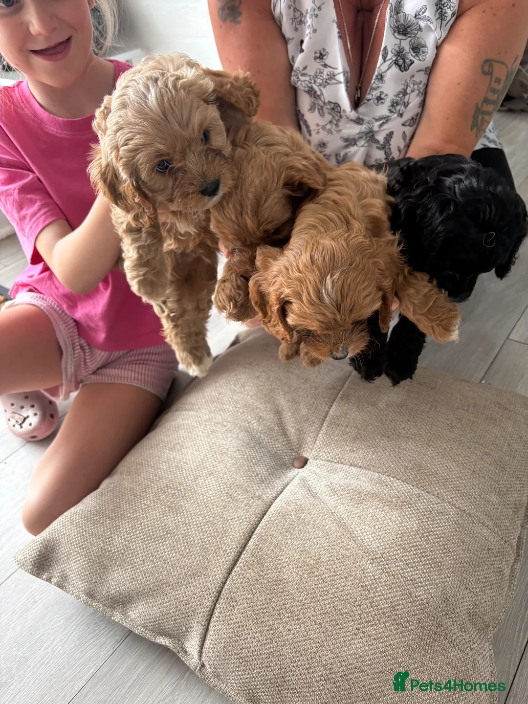 Cockapoo dogs for sale: Cockapoos  - Advert 2