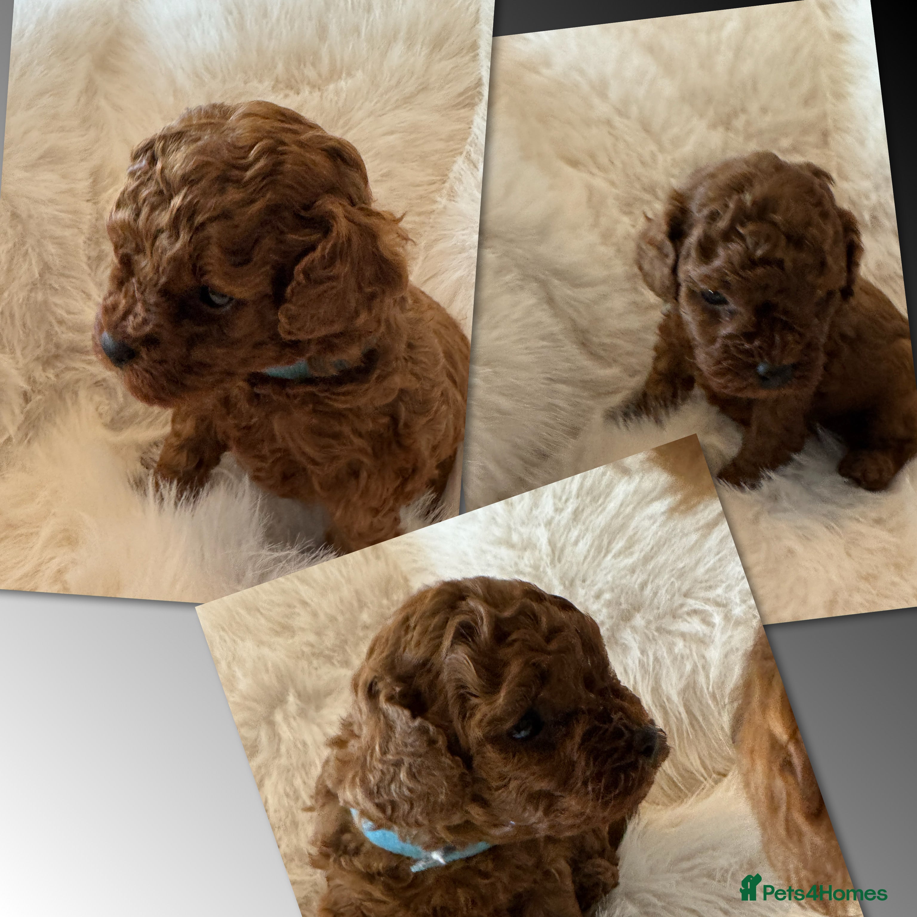 Toy Poodle dogs for sale: Asian Poodle Puppies WAITING LIST OPEN - Advert 33
