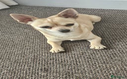 Chihuahua dogs for stud: Chihuahua - Image 1