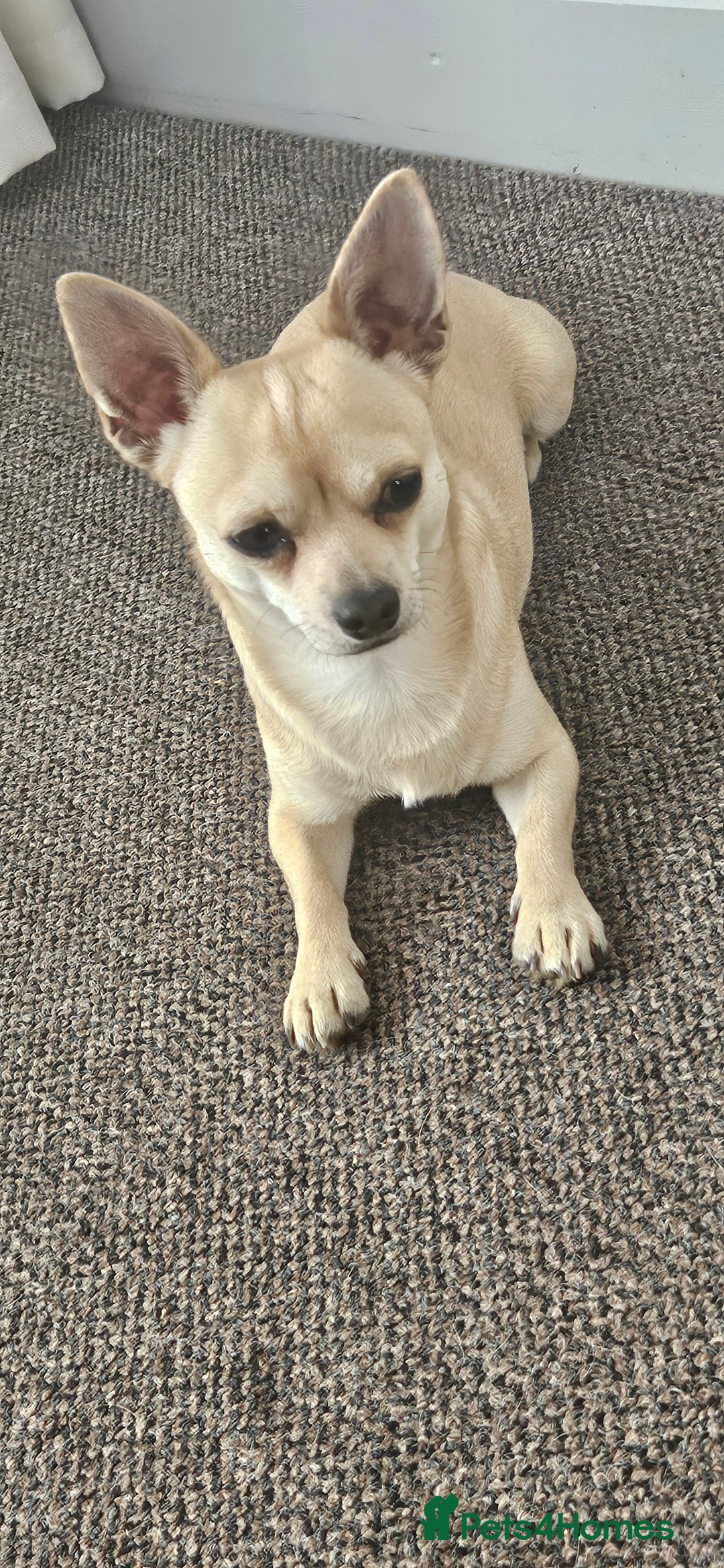 Chihuahua dogs for stud: Chihuahua - Image 1