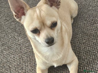 Chihuahua dogs for stud - Advert 1