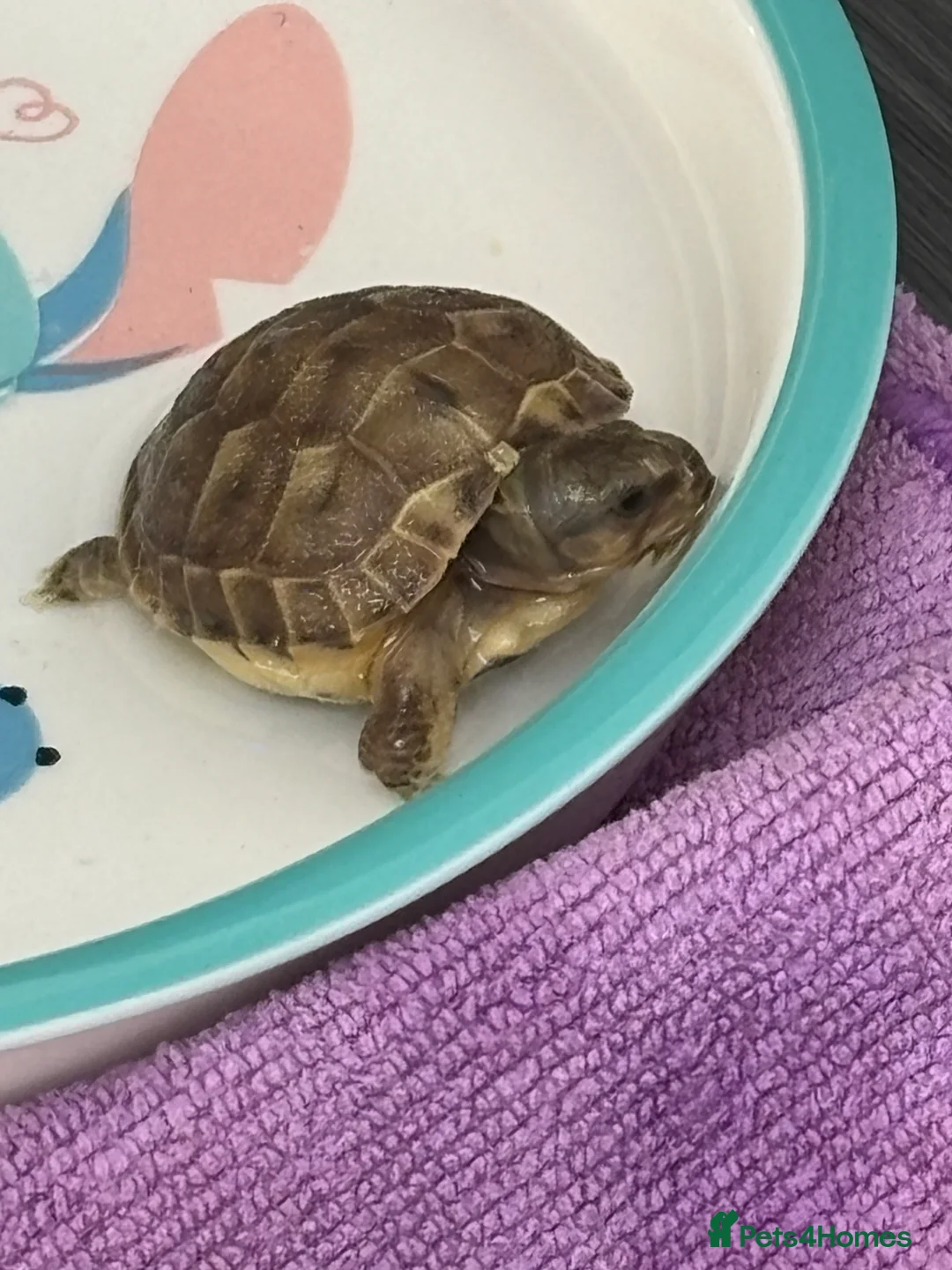 Tortoise reptiles for sale: STUNNING UK BRED HORSEFIELD BABIES AVAILABLE!! - Advert 4