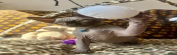 Sphynx cats for sale: 🐾 Beautiful Sphynx Kittens  ready to leave🐾 - Advert 8