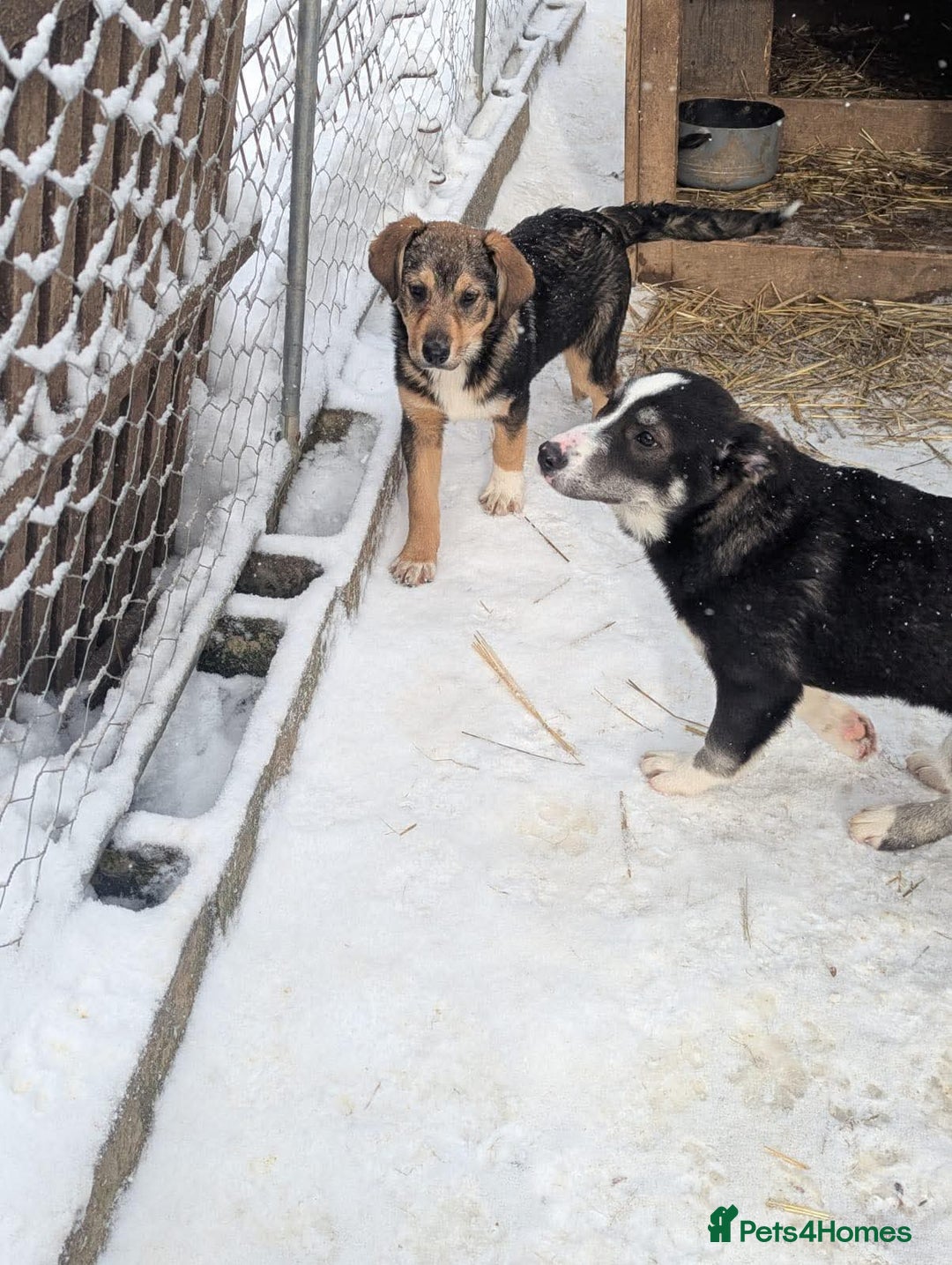 Mixed Breed dogs for adoption: Faline 💛 - Advert 5