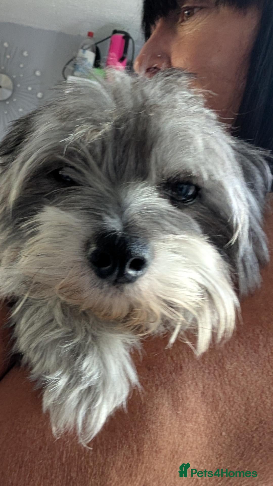 Shih Tzu dogs Beautiful male cross breed  - Advert 6