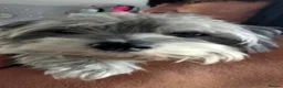 Shih Tzu dogs for sale: Beautiful male cross breed  in Harlow - Advert 1