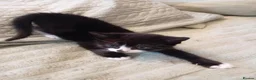 Mixed Breed cats for sale: Beautiful tuxedo boy kitten  - Advert 6