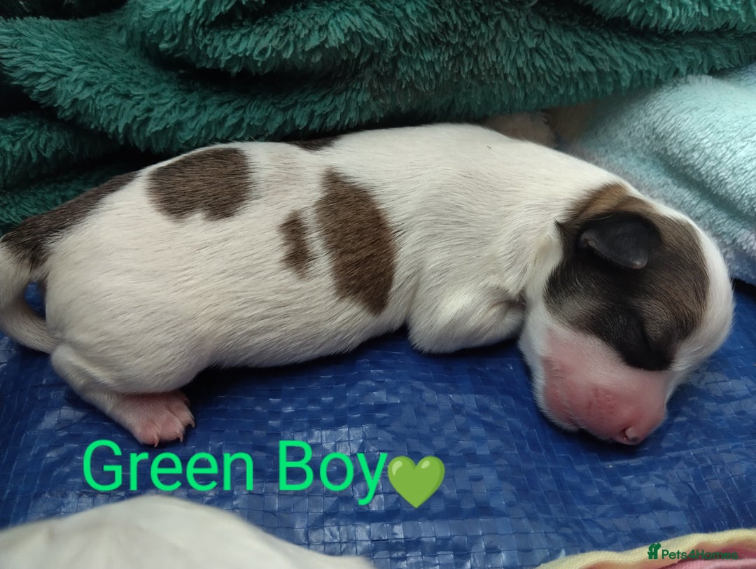 Morkie dogs for sale: Beautiful Morkie Puppies - Image 7