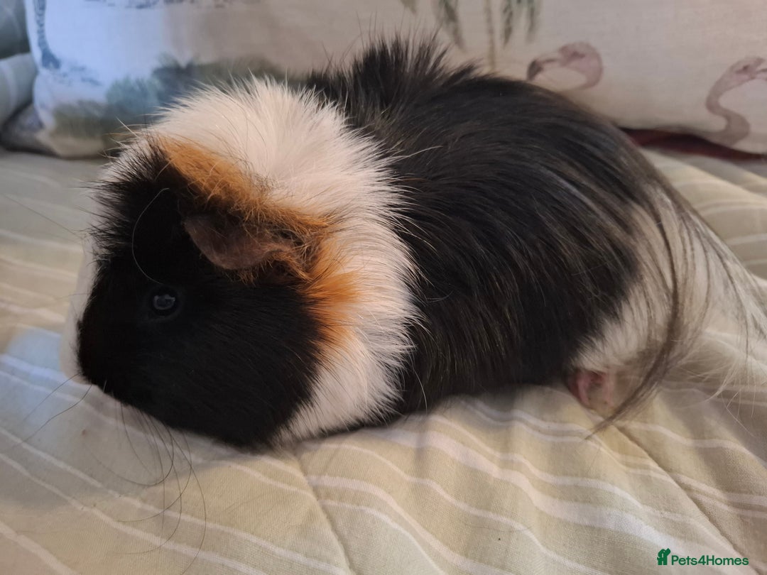 Guinea Pig rodents for sale:  Two Bonded Young Male Guinea-pigs Price for Pair - Advert 3
