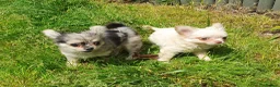 Chihuahua dogs for sale: Tiny tiny chihuahua girls  for sale  - Advert 19