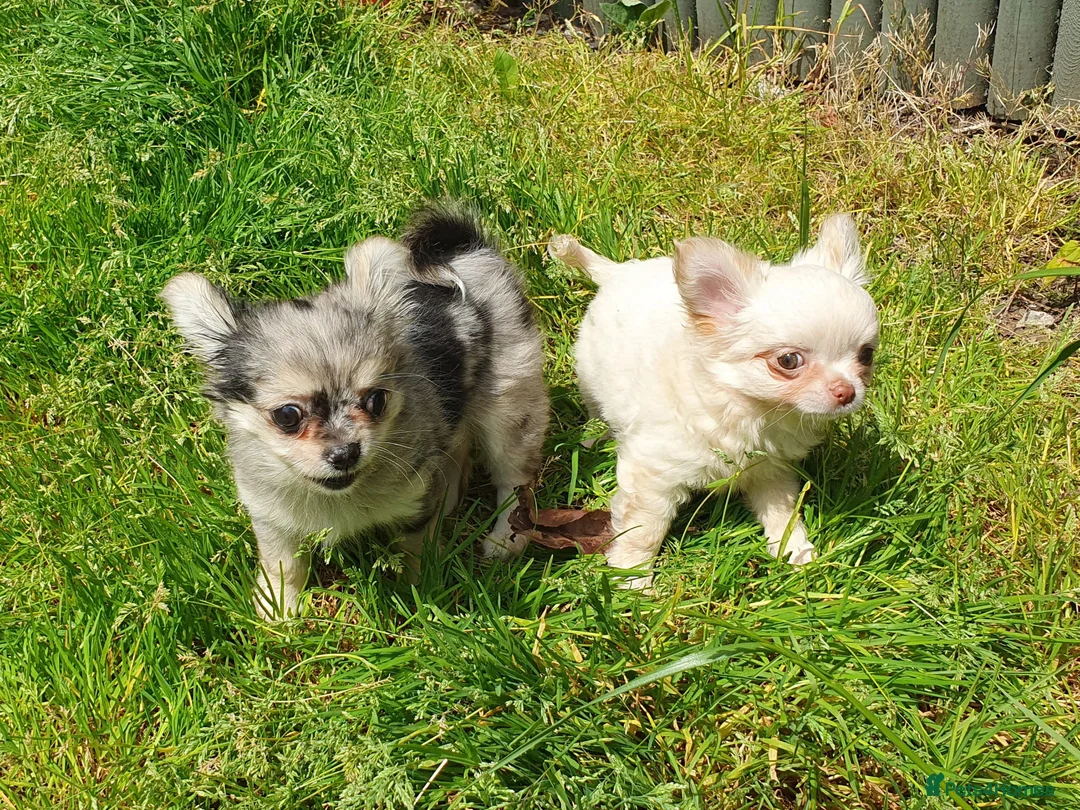 Chihuahua dogs for sale: Tiny tiny chihuahua girls  for sale  - Advert 19