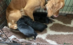 Cockerdor dogs for sale: Beautiful cockador pups for sale  - Image 4