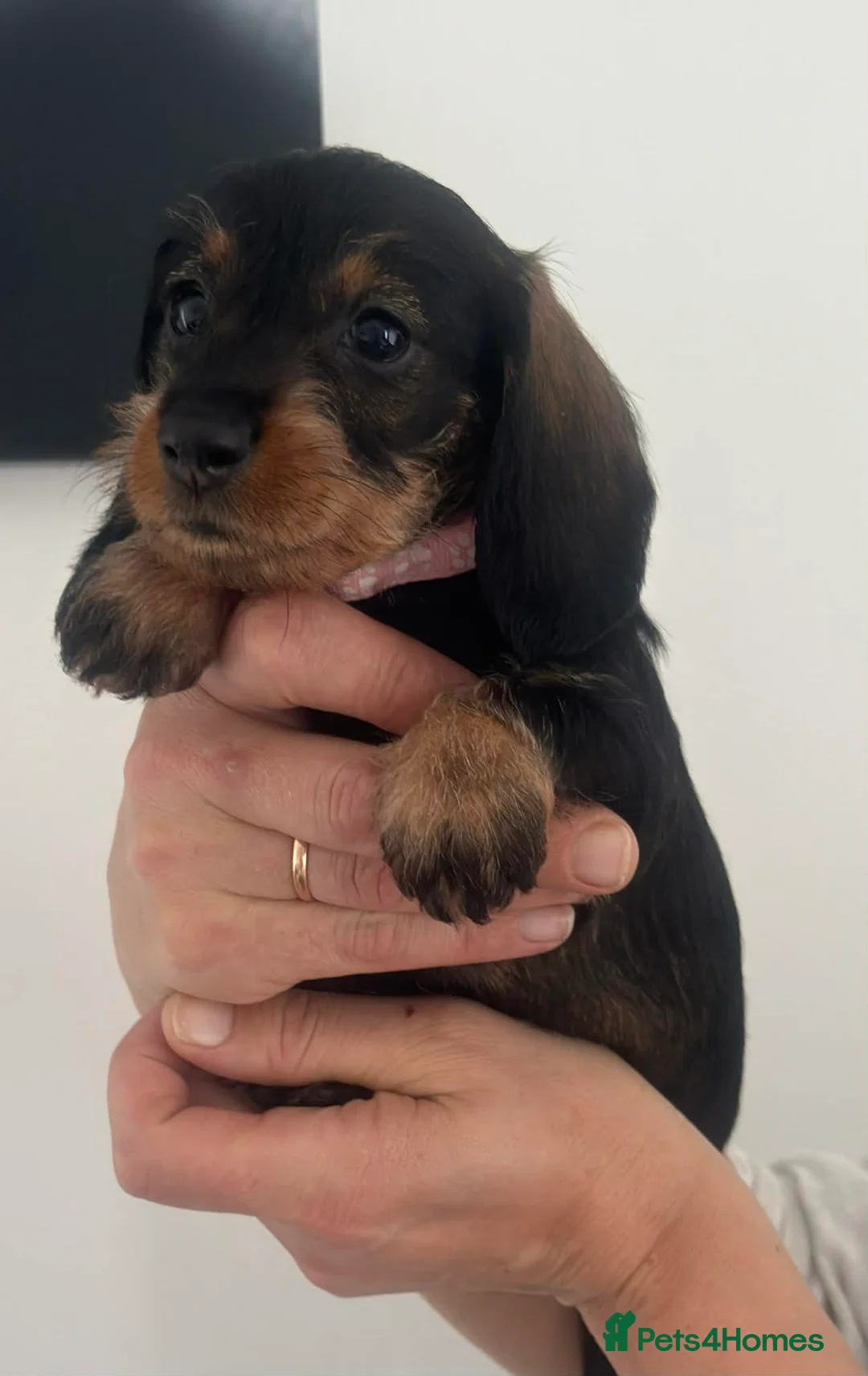 Miniature Dachshund dogs for sale: Miniature dachshunds! - Advert 2