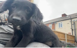 Mixed Breed dogs for sale: * Spangold Retrievers 2 beautiful boys left * - Image 27