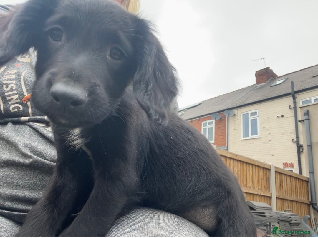 Mixed Breed dogs for sale: * Spangold Retrievers 2 beautiful boys left * - Image 27