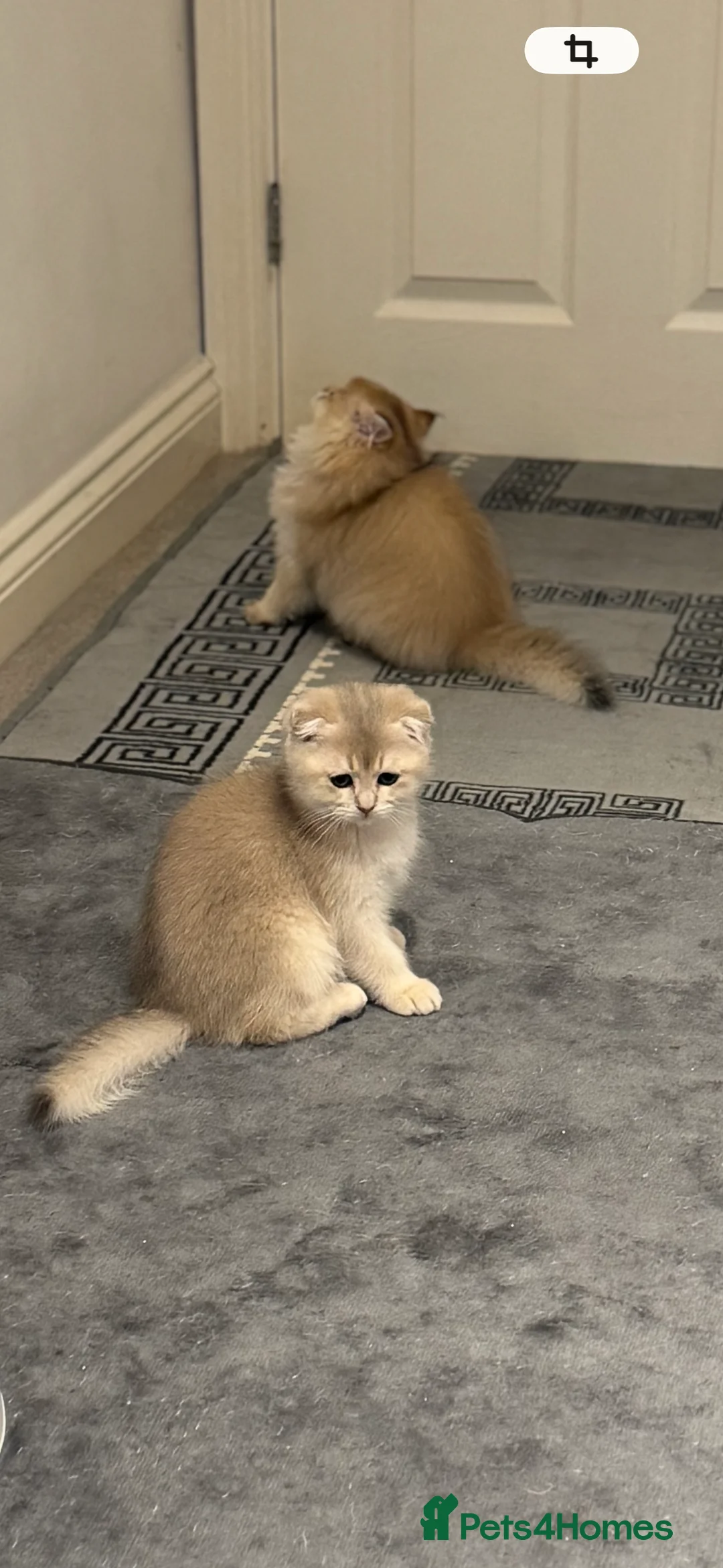 Scottish Fold cats for sale: Scottish Fold and Straight purebred kittens - Advert 2