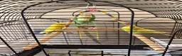 Budgerigars birds for sale: Budgies - Advert 2