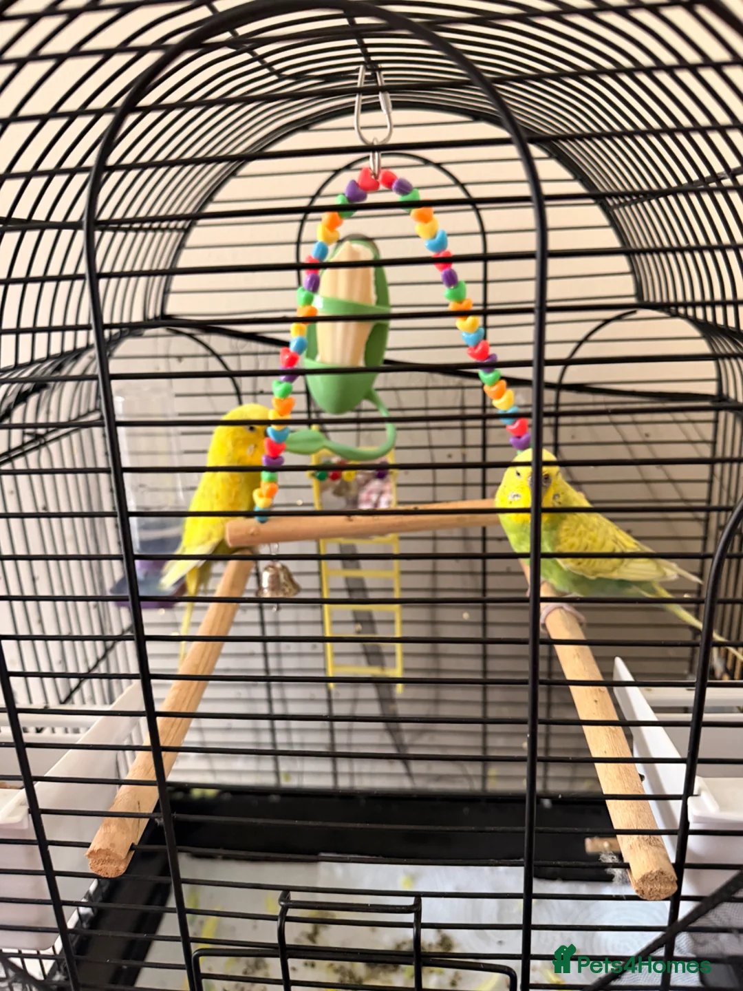 Budgerigars birds for sale: Budgies - Advert 2