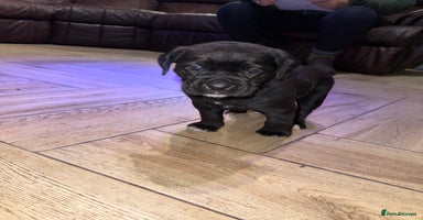 Mixed Breed dogs - Advert 4