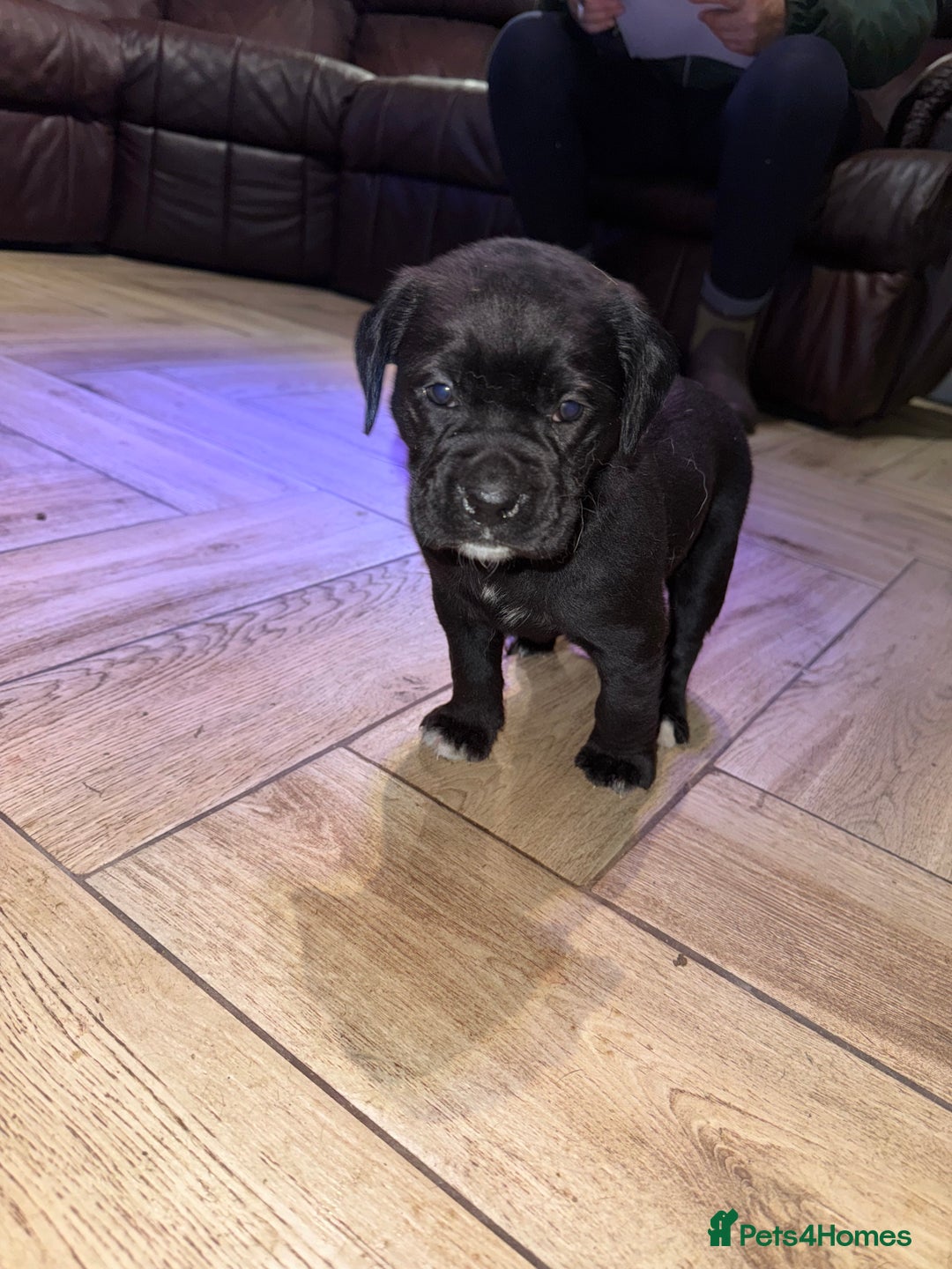 Mixed Breed dogs for sale: Boxador puppies for sale  - Image 3