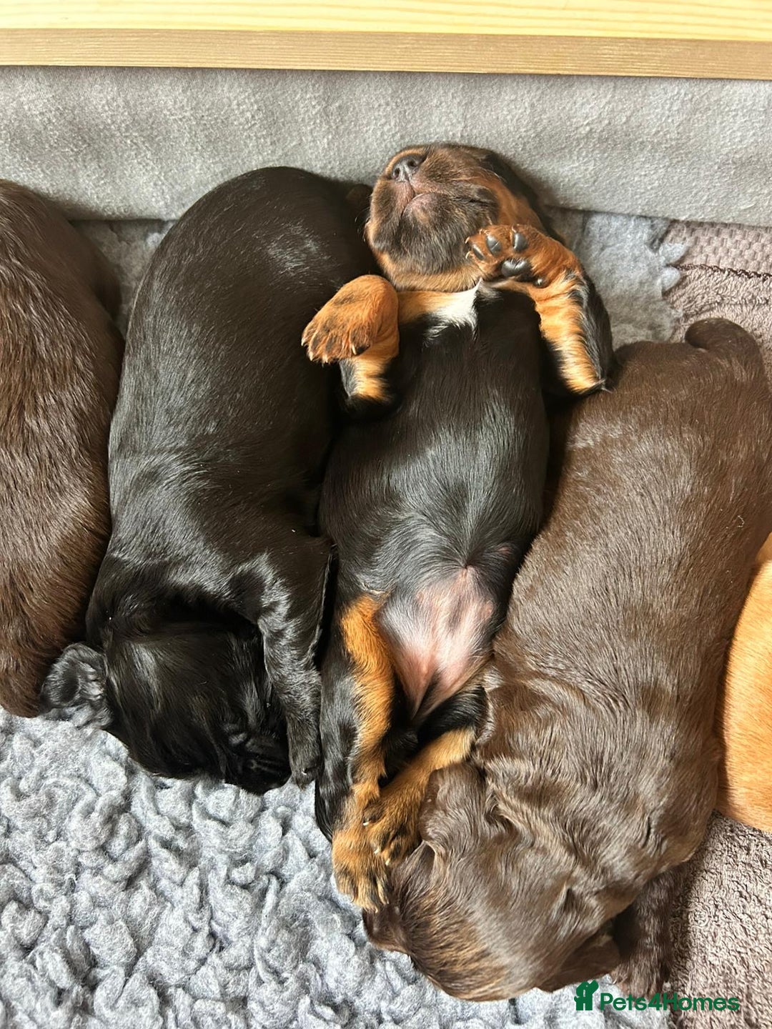 Cocker Spaniel dogs for sale: KC Registered Working Cocker Spaniel Puppies - Image 10