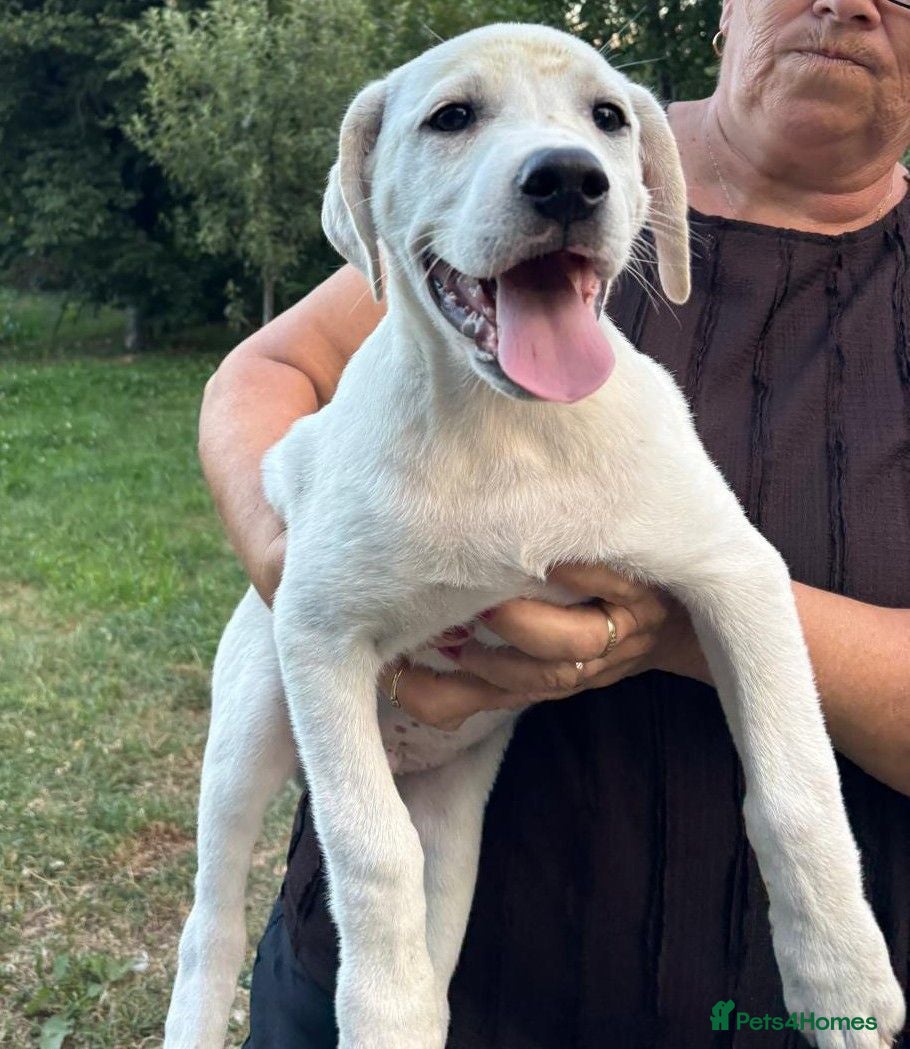 Mixed Breed dogs 🤍 PAUL – Big Paws, Big Smile, Even Bigger Heart❤️ - Advert 1