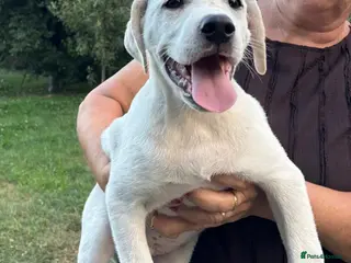 Mixed Breed dogs 🤍 PAUL – Big Paws, Big Smile, Even Bigger Heart❤️ - Advert 1