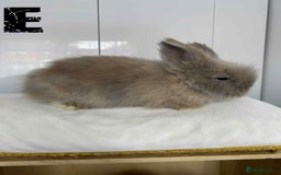 Lionhead rabbits for sale: Pure Breed Fluffy Double Mained Lionhead Kits - Image 14