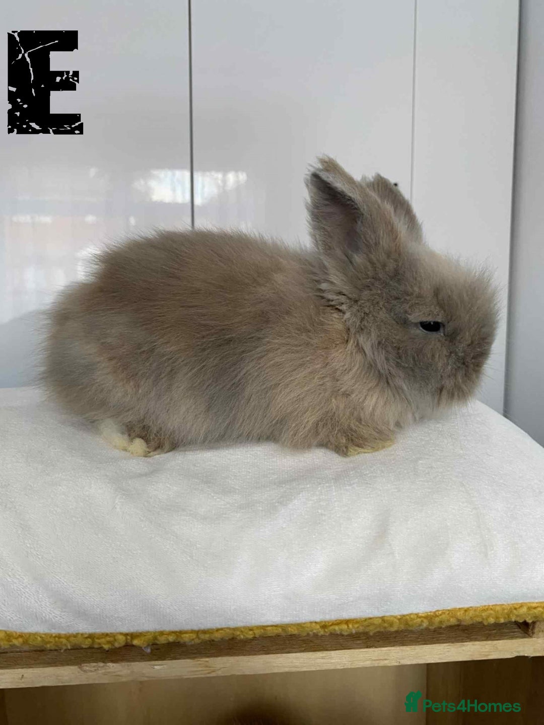 Lionhead rabbits for sale: Pure Breed Fluffy Double Mained Lionhead Kits - Image 14