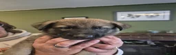 Mixed Breed dogs for sale: German shepherd x malinois  - Advert 9