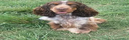 Cocker Spaniel dogs for sale:  KC Registered Show-Type Cocker Spaniel Puppies  - Advert 20