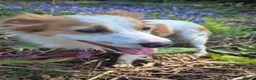 Mixed Breed dogs for adoption: SARA! - Advert 4