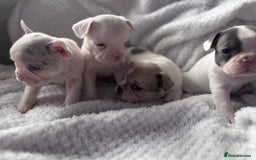 French Bulldog dogs for sale: French bulldog pups 3 females 2 males  - Image 9