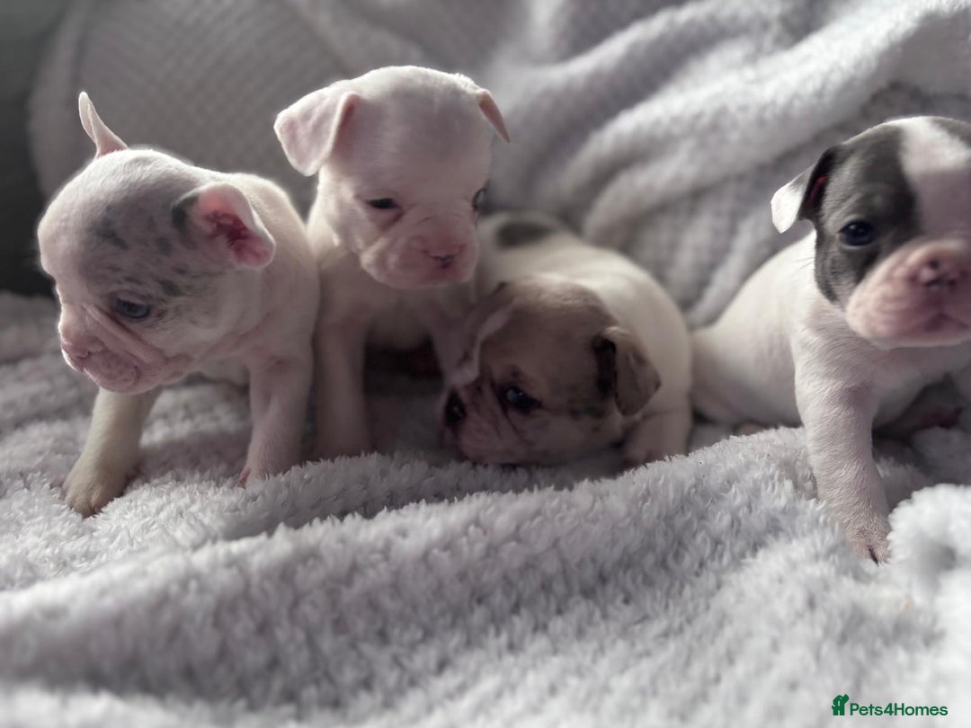 French Bulldog dogs for sale: French bulldog pups 3 females 2 males  - Image 9