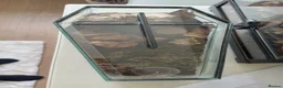 Tarantulas invertebrates for sale: Brazilian black and white  - Advert 2