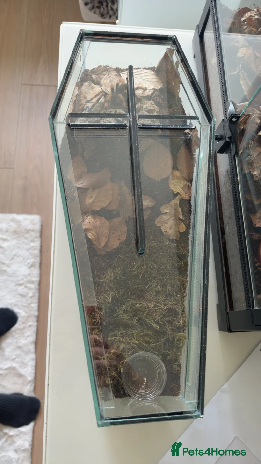 Tarantulas invertebrates for sale: Brazilian black and white  - Advert 2