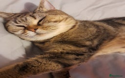 Mixed Breed cats for sale: Tabby girl - Image 6