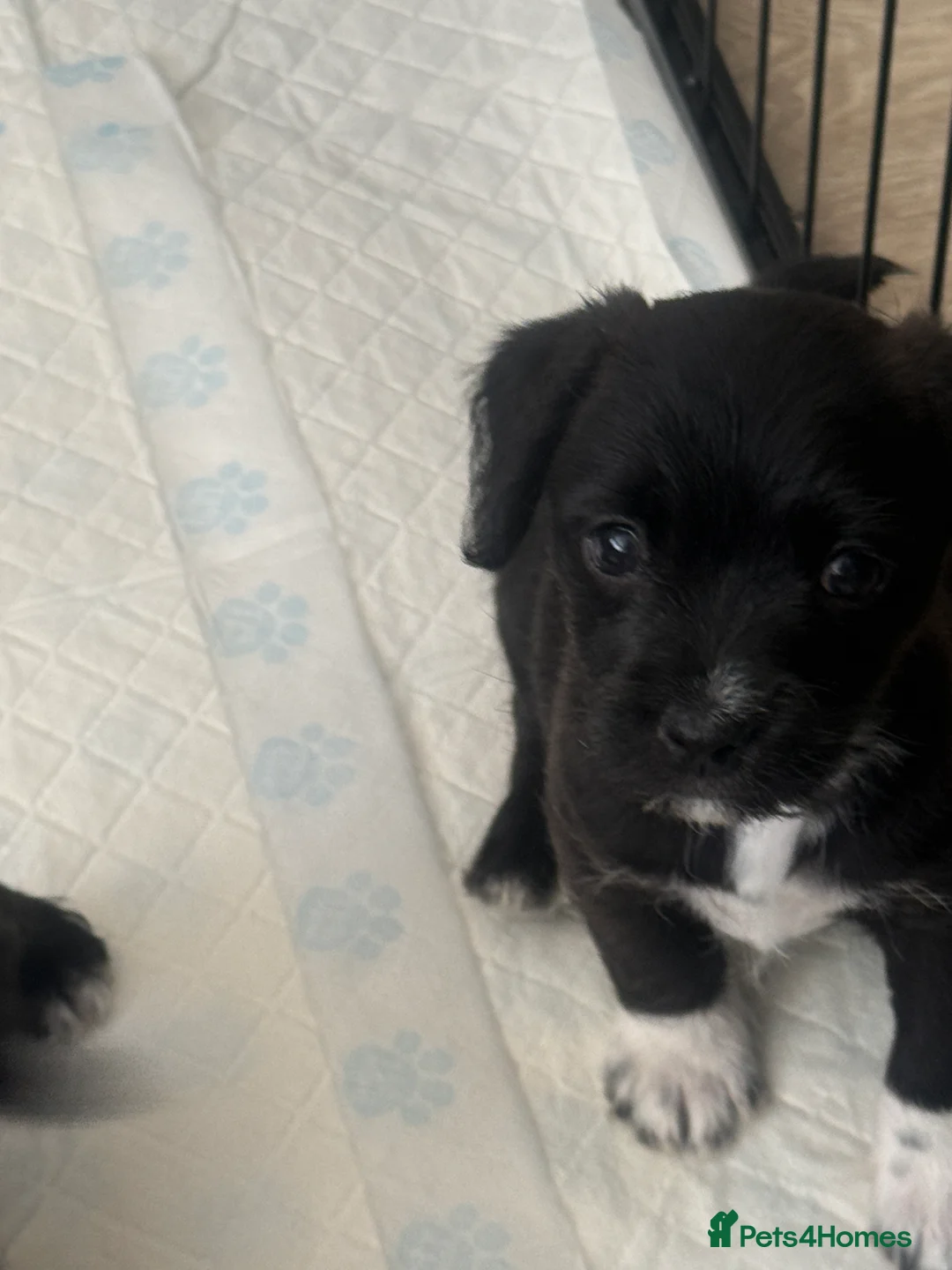Mixed Breed dogs for sale: Pattermalt puppies in Leyland - Advert 1