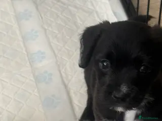 Mixed Breed dogs Pattermalt puppies in Leyland - Advert 3