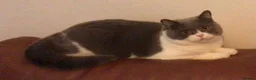 British Shorthair cats for sale: Indoor BSH male cat for sale (5yrs old) - Advert 4