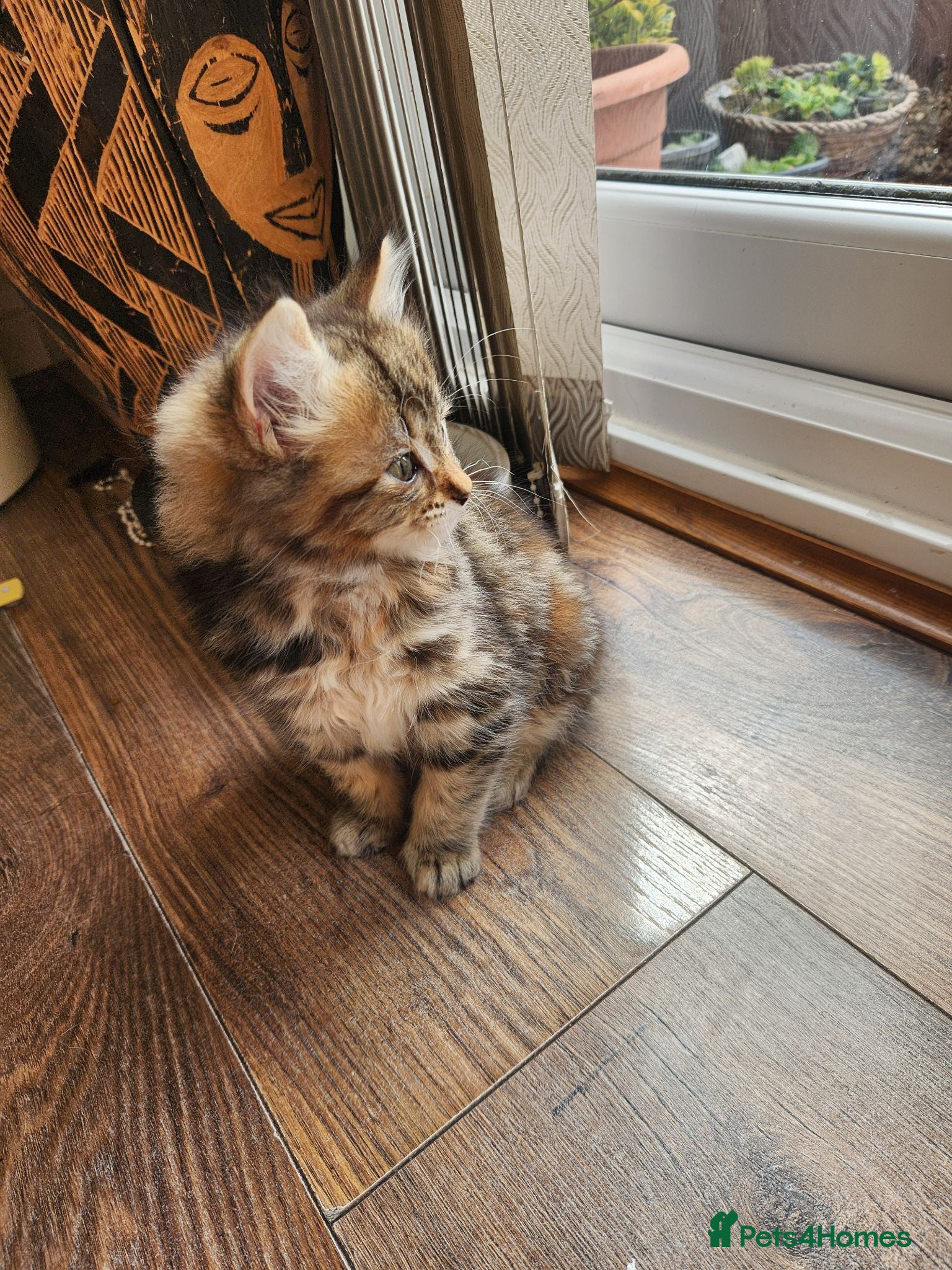 Maine Coon cats Ginger girl 🔥💕Little miss singleton  - Advert 11